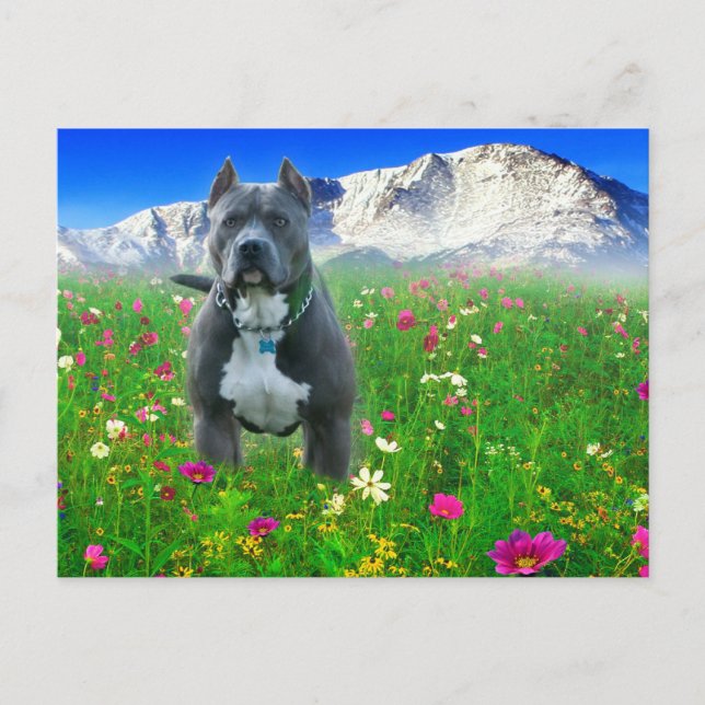 Blue American Pit Bull Terrier, Pikes Peak Postkarte (Vorderseite)