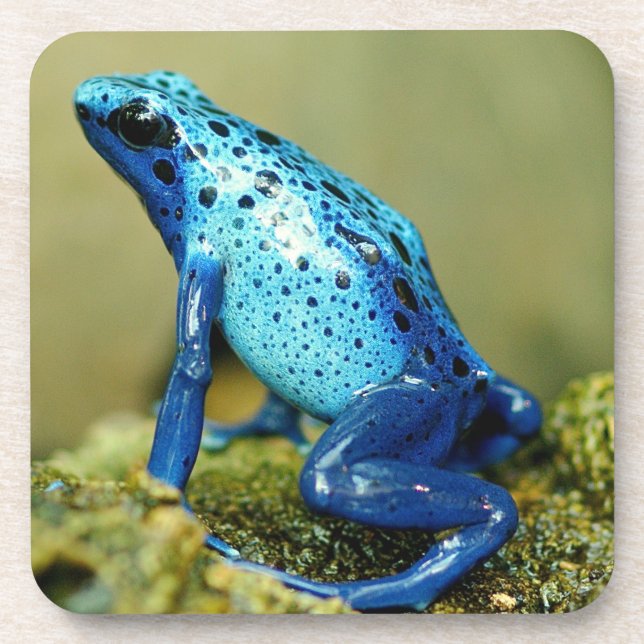Blue and Black Poison Dart Frosch Getränkeuntersetzer (Vorderseite)