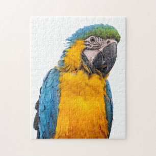 Blue and Gold Macaw