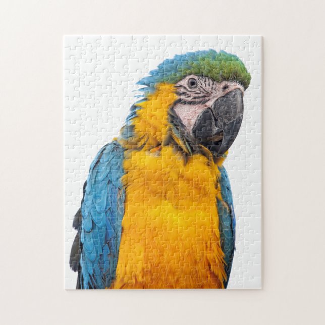 Blue and Gold Macaw (Vertikal)