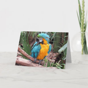 Blue and Gold Macaw (4436) Grußkarte Karte
