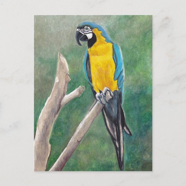 Blue and Gold Macaw Bird Art Postkarte (Vorderseite)