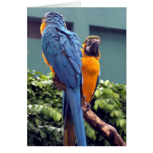 Blue and Gold Macaw Card (Vorne)