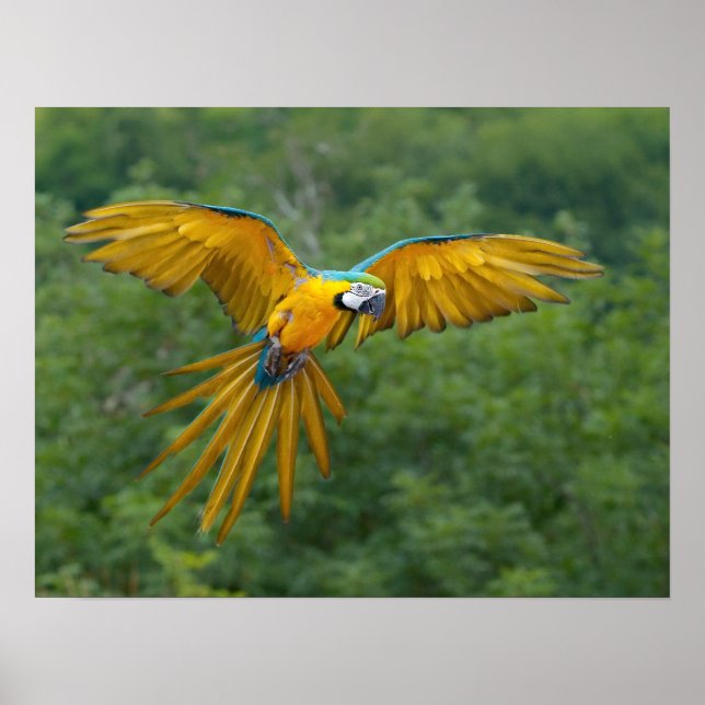 Blue and Gold Macaw Poster (Vorne)