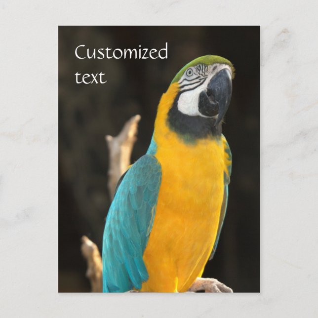 Blue and Gold Macaw Postkarte (Vorderseite)