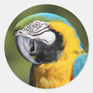 Blue and Gold Macaw Runder Aufkleber
