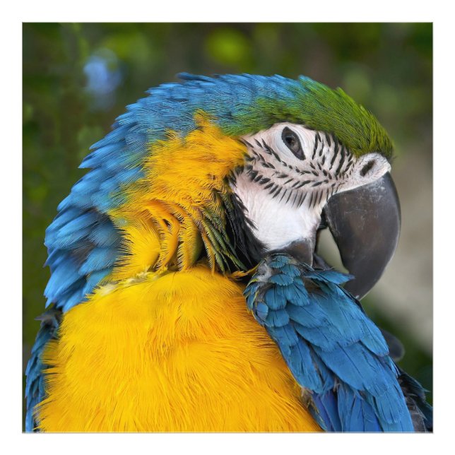 Blue And Gold Parrot Fotodruck (Vorne)