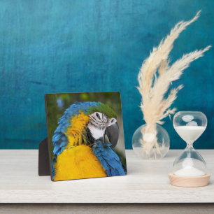 Blue And Gold Parrot Fotoplatte