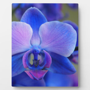 Blue and Pink Orchid Fotoplatte