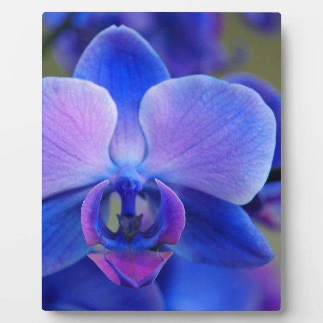 Blue and Pink Orchid Fotoplatte (Vorderseite)