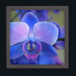 Blue and Pink Orchid Kiste<br><div class="desc">Das Colors of this orchid are quite amazing and vibriert!</div>