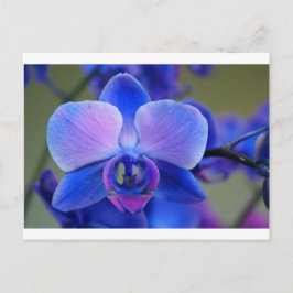 Blue and Pink Orchid Postkarte