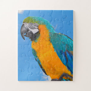 Blue and yellow macaw