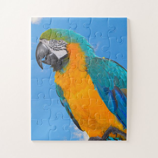 Blue and yellow macaw (Vertikal)