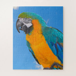 Blue and yellow macaw