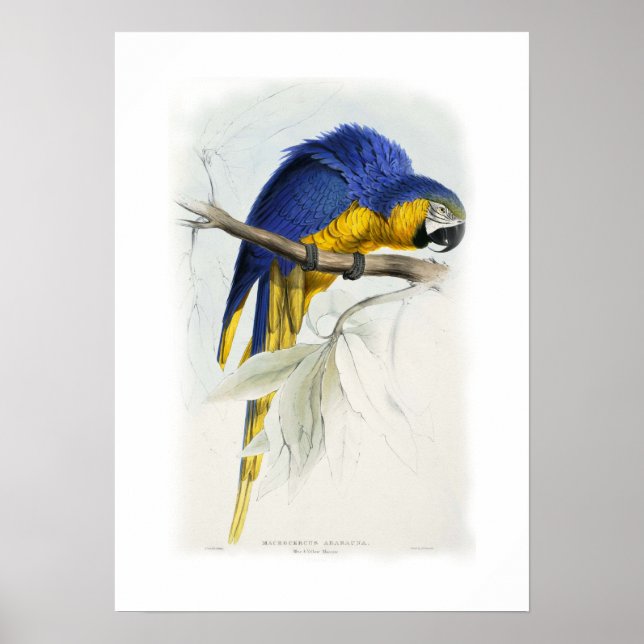 Blue and yellow macaw poster (Vorne)