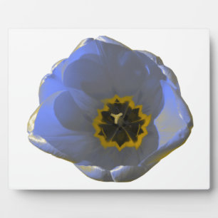 Blue and Yellow Tulip Plaque Fotoplatte