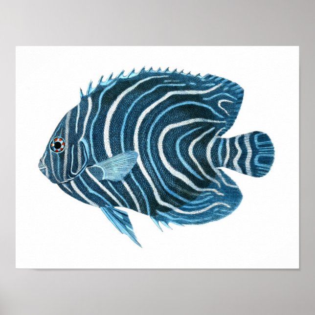 Blue Angel Fish Coastal MASI - Museo d'arte della  Poster (Vorne)