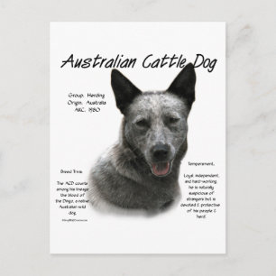 Blue Australian Cattle Dog History; Blue ACD Postkarte