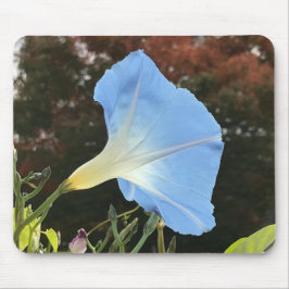 Blue Autumn Morning Glory Close-up Mousepad
