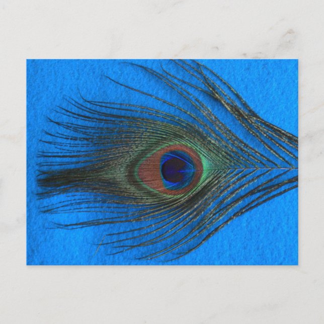 Blue Background Peacock Feather Postkarte (Vorderseite)