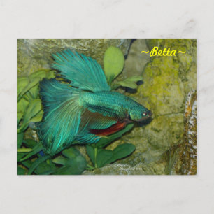 Blue Betta Fisch Postcard Postkarte