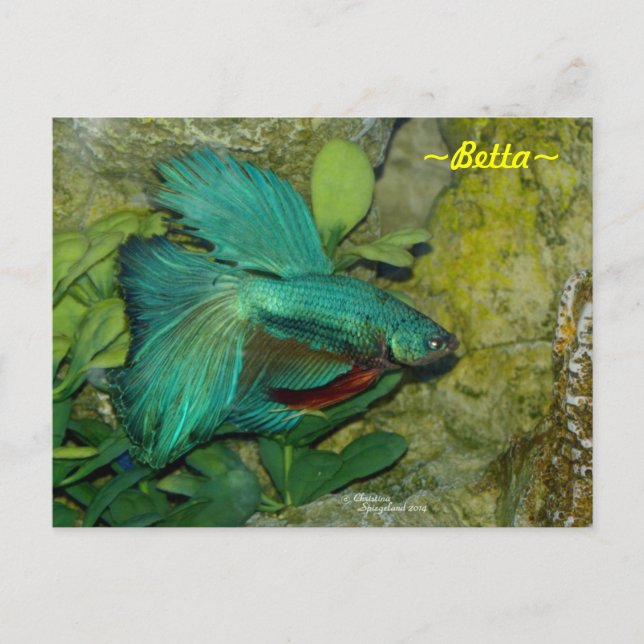 Blue Betta Fisch Postcard Postkarte (Vorderseite)
