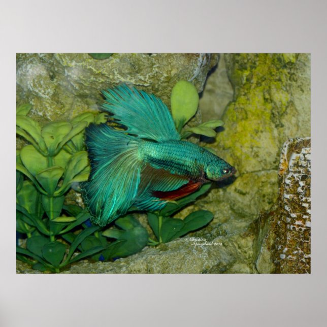 Blue Betta Fisch Print oder Poster (Vorne)
