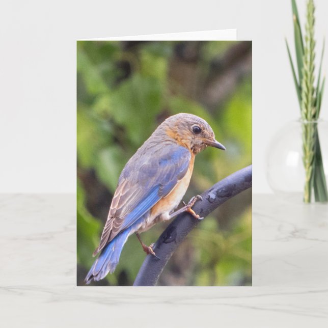 Blue Bird Blank Note Card Karte (Vorderseite)