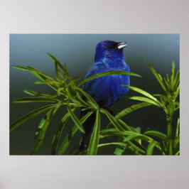 Blue Bird Foto Nature Wall Poster