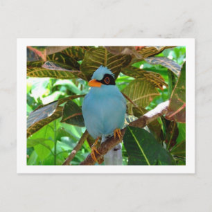 Blue Bird Foto Postcard Postkarte