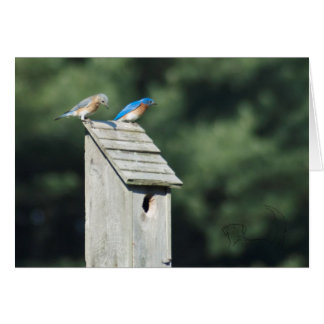 Blue Bird House, carte