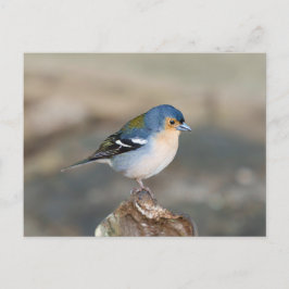 Blue bird Madeira Chaffinch (Fringilla maderensis) Postkarte