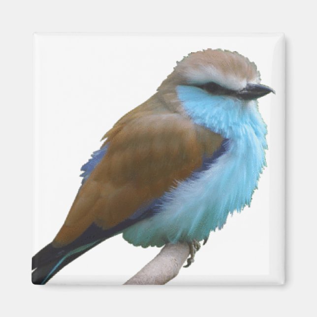 BLUE BIRD MAGNET (Vorne)