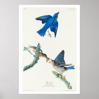 Blue bird par Audubon Poster