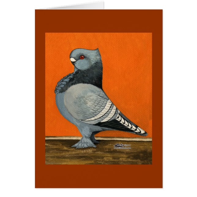 Blue Blondinette Pigeon (Vorne)