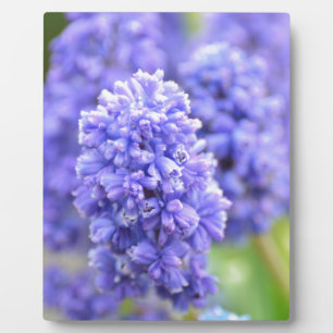 Blue Blue Blue Bells Fotoplatte