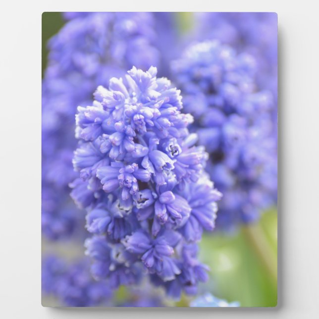Blue Blue Blue Bells Fotoplatte (Vorderseite)