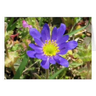 Blue Blume Card