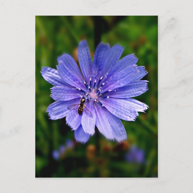 Blue Blume Postkarte (Vorderseite)