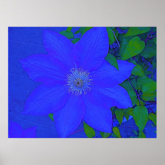 Blue Blume Urchin Print Poster