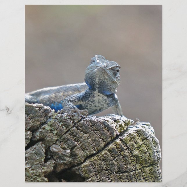 Blue Bly Alligator Lizard (Vorderseite)