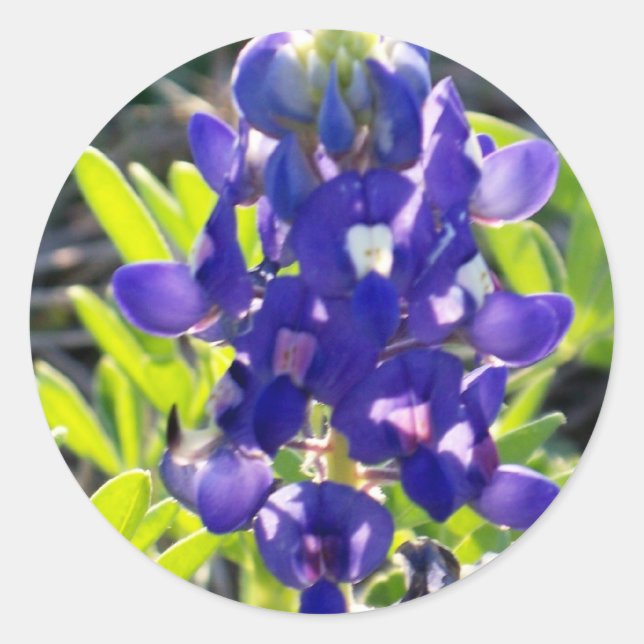 Blue Bonnet Runder Aufkleber (Vorderseite)