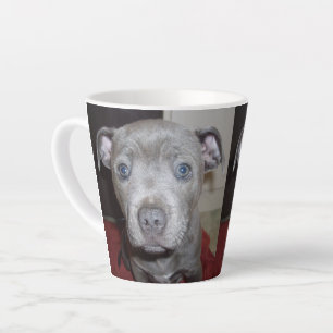 Blue Breed Staffordshire Bull Terrier Puppy, Milchtasse
