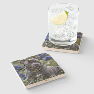 "Blue Brindle Beauty: Eine Persönlichkeit in blaue Steinuntersetzer