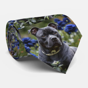 "Blue Brindle Schönheit: Ein Staffy mit blauen Ros Krawatte
