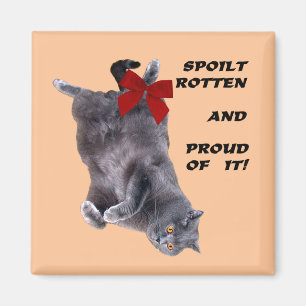 Blue British Shorthair Cat Kühlschrankmagnet