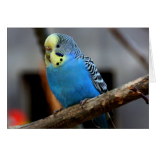 Blue Budgie