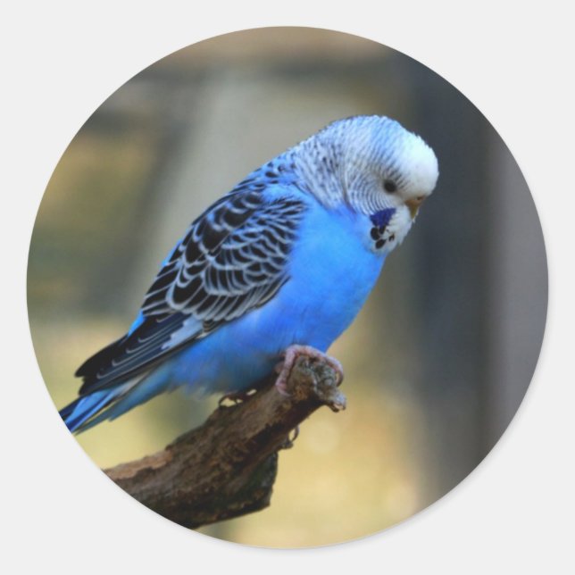 Blue Budgie Runder Aufkleber (Vorderseite)