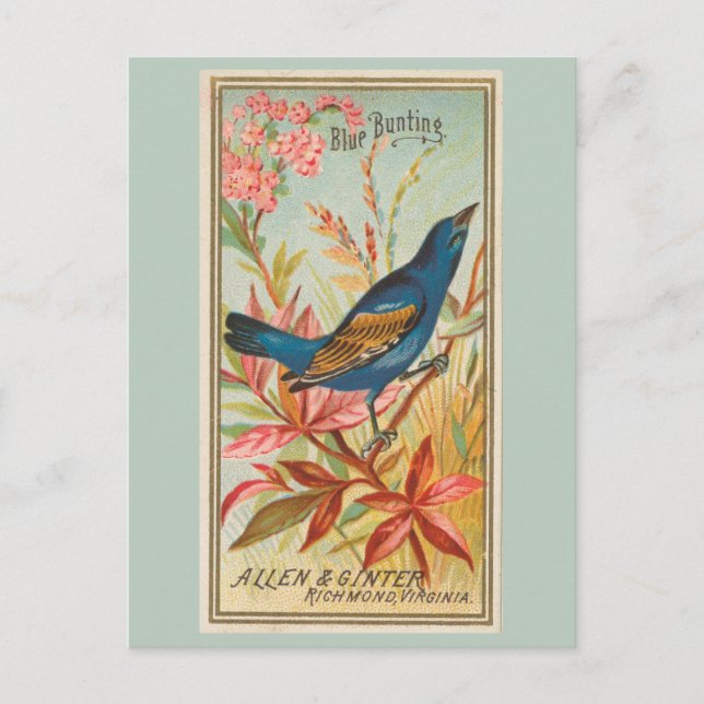 Blue Bunting Postkarte (Vorderseite)